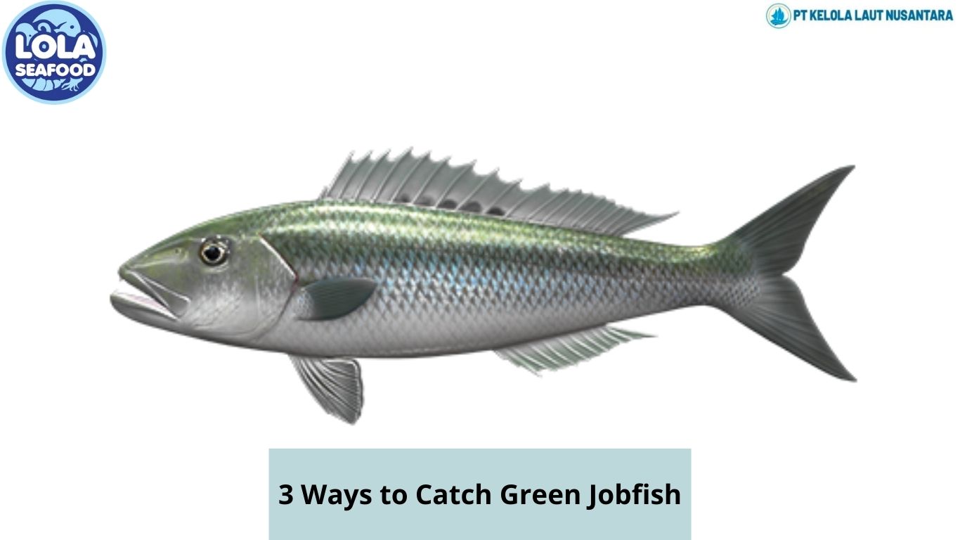 3 Ways to Catch Green Jobfish